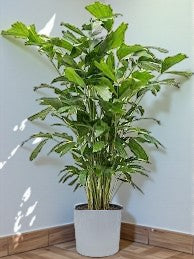 Caryota Mitis - Fish Tail Palm