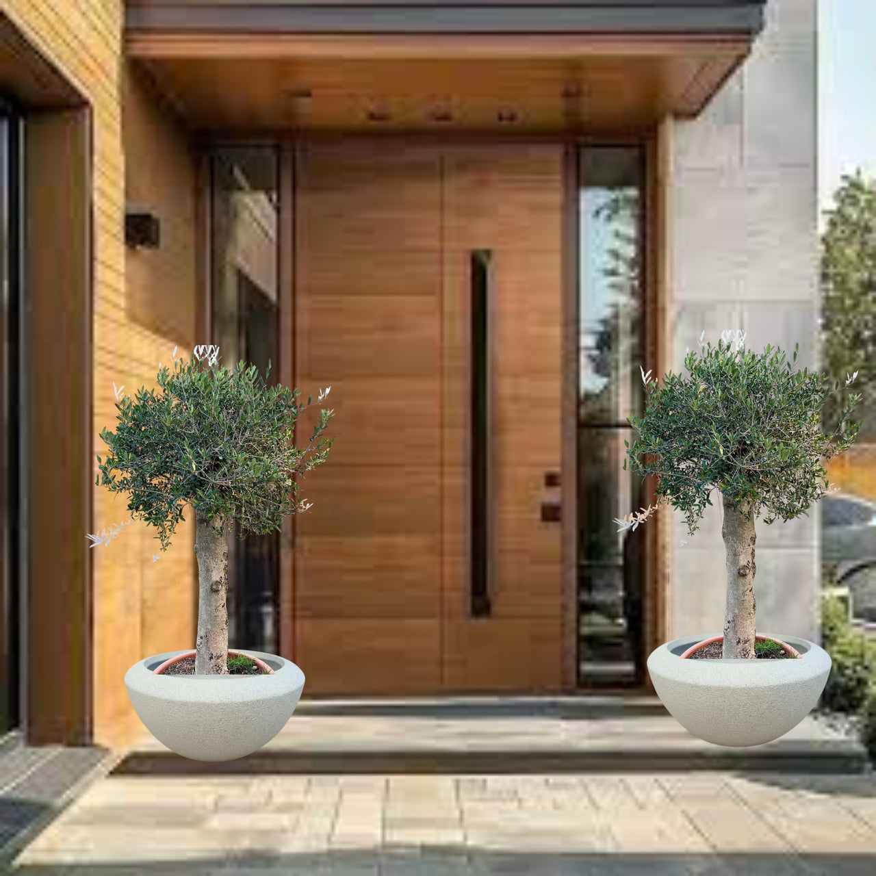 Olive Single Head 1.3 m 120-140mm - GRP Pot