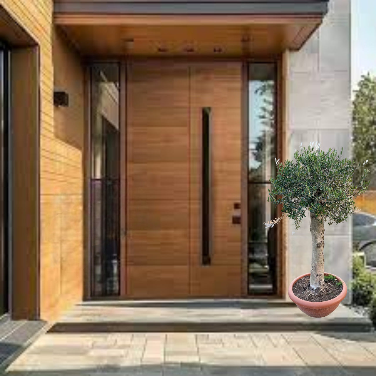 Olive Single Head 1.3 m 120-140mm - Ceramic Pot