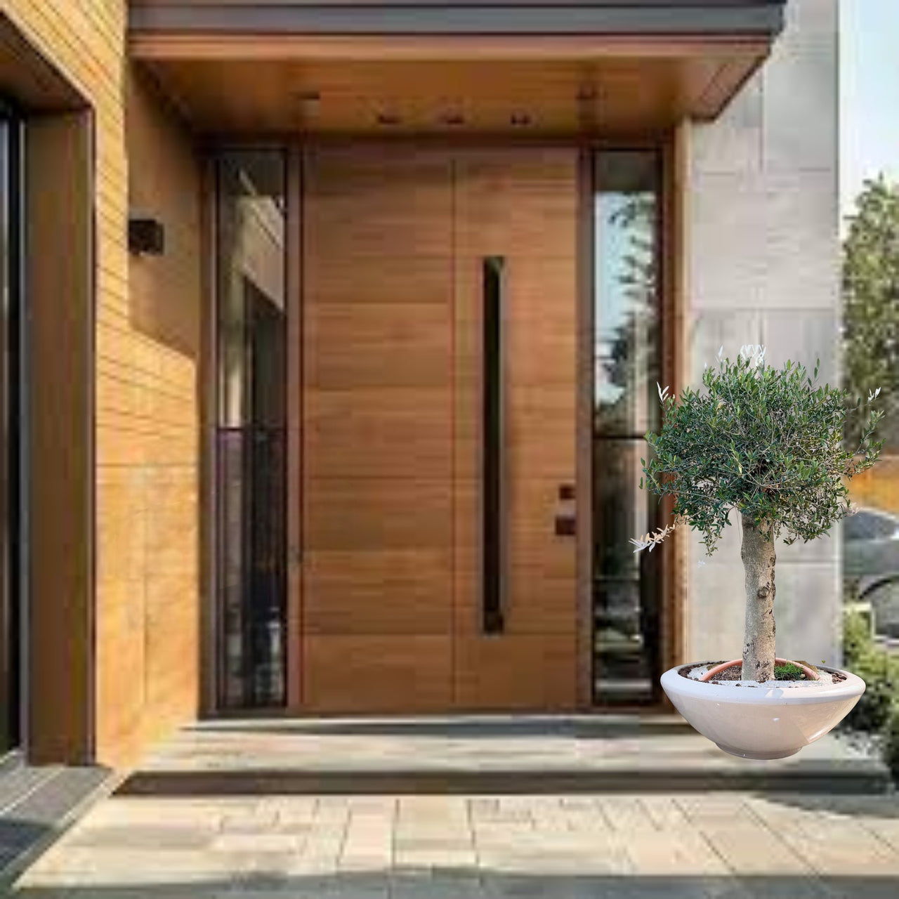 Olive Single Head 1.3 m 120-140mm - Ceramic Pot