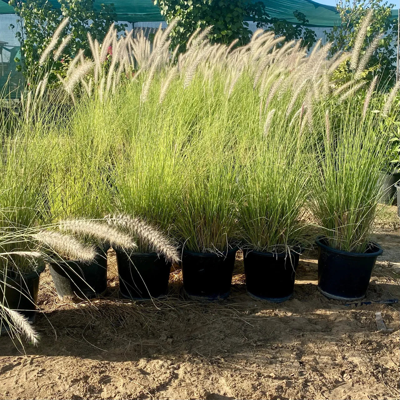 Pennisetum Setaceum – African Fountain Grass – Tender Fountain Grass
