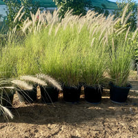 Pennisetum Setaceum – African Fountain Grass – Tender Fountain Grass