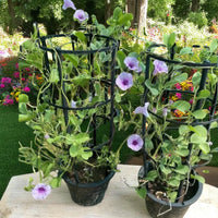 Ipomoea pes-caprae, Railroad Vine or Railway Creeper 70-80cm