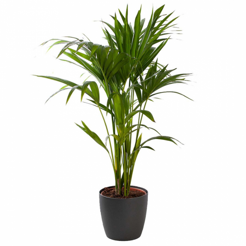 Howea Forsteriana, Kentia Palm, Sentry Palm, Thatch Palm, Paradise Palm