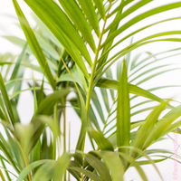 Kentia Palm (Howea Forsteriana, Sentry Palm, Thatch Palm, Paradise Palm)