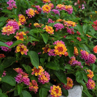 Lantana Camara Plant - Shrub Verbena