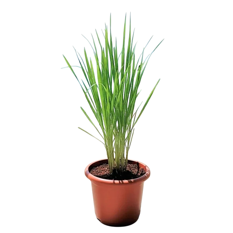 Lemon Grass / Citronella