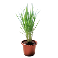 Lemon Grass / Citronella
