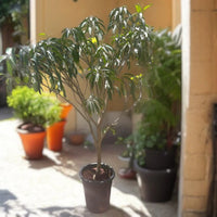 Mango Tree – Mangifera Indica – King of Fruits