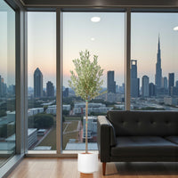 Olive Tree 1 m - Fiber Pot