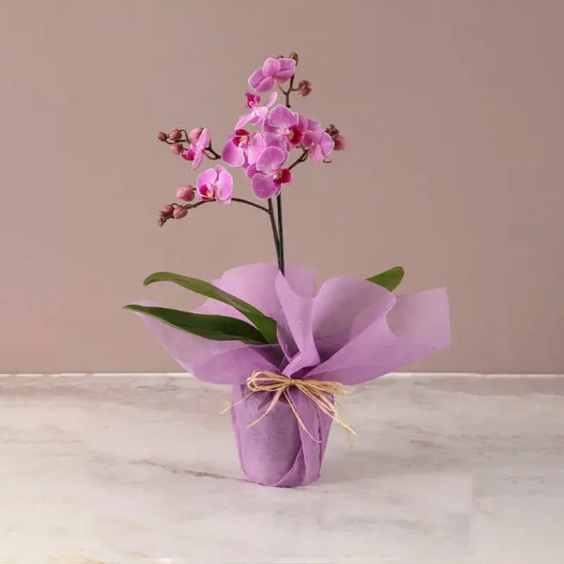 Mini Elegance, Purple Orchid, Pink Wrapping, Mini Phalaenopsis Orchid Plant