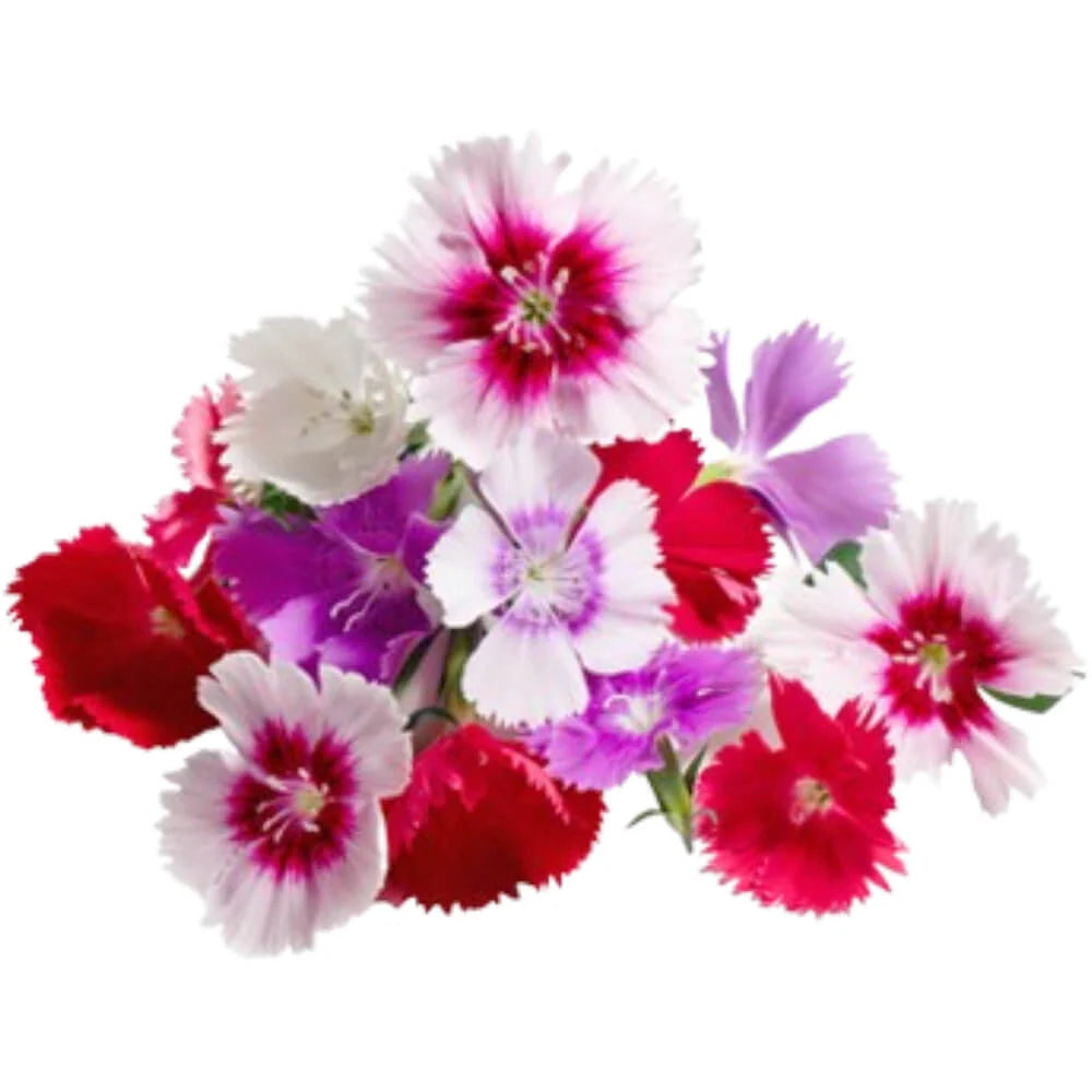 Dianthus Caryophyllus – Carnation or Clove Mix Colours