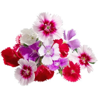 Dianthus Caryophyllus – Carnation or Clove Mix Colours