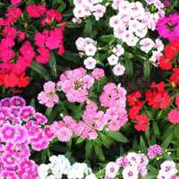 Dianthus Caryophyllus – Carnation or Clove Mix Colours