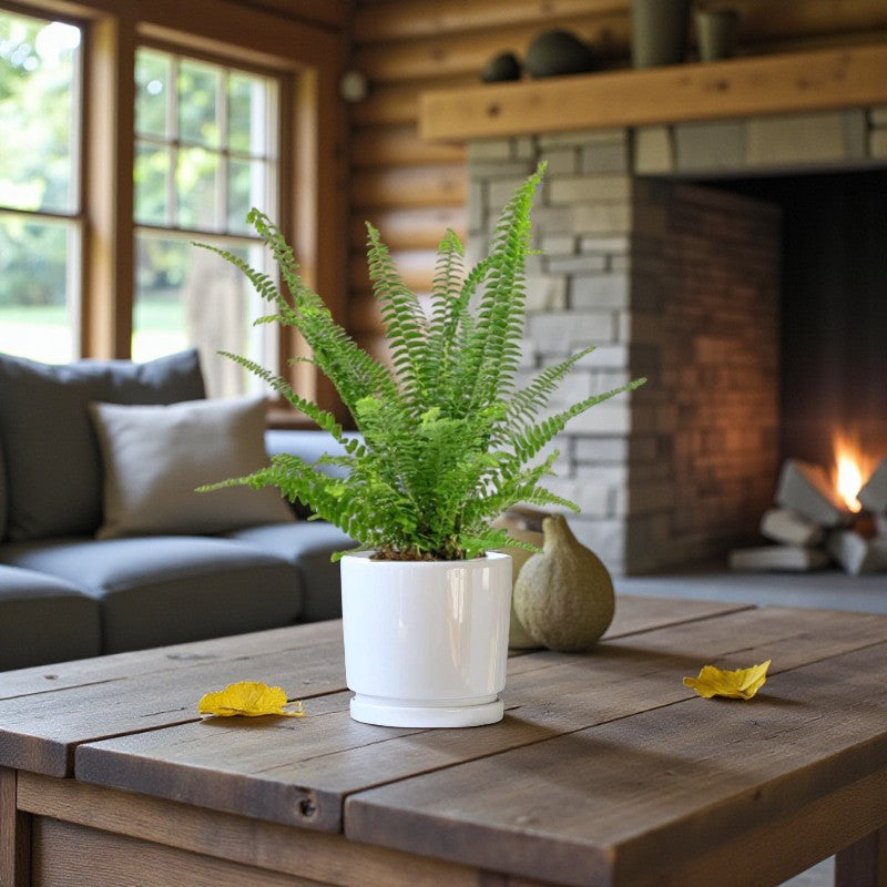 Nephrolepis Fern – Boston Fern