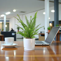 Nephrolepis Fern – Boston Fern