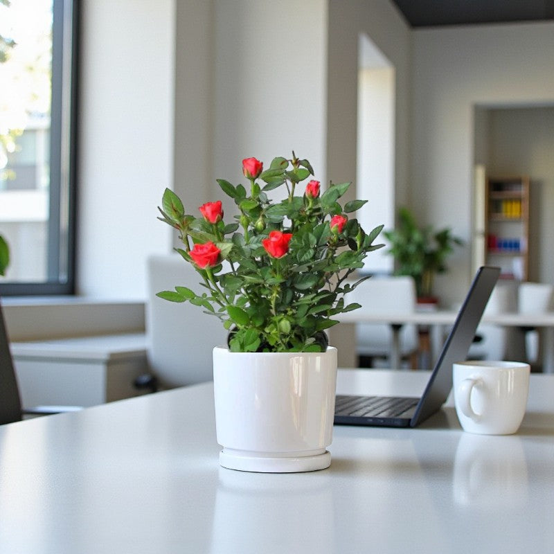 Rose Plant - Rose Velvet