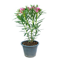 Nerium Oleander plant, Nerium Oleander for sale, Buy Nerium Oleander online, Nerium Oleander care, Outdoor Nerium Oleander