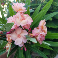 Oleander (Nerium Oleander) Plant