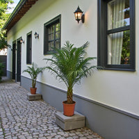 Phoenix Roebelenii Palm