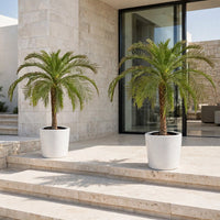Phoenix Roebelenii Palm