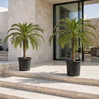 Phoenix Roebelenii Palm