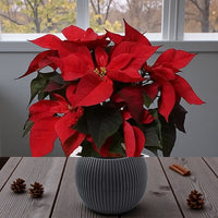 Poinsettia - Christmas Plant - 20-30cm