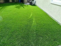 Natural Carpet Bermuda Grass – American Bermuda