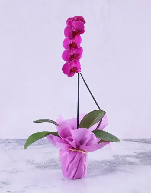 Purple Orchid Plant, Purple Wrapping, Phalaenopsis Orchid Plant, Elegant Packaging, Buy Purple Orchid Plant Online