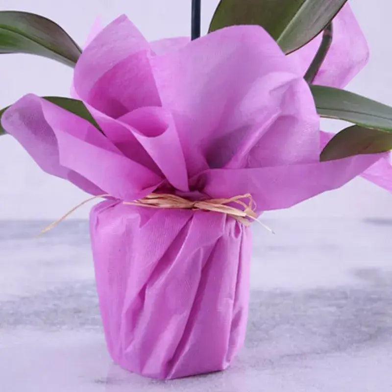 Purple Orchid Plant in Purple Wrapping