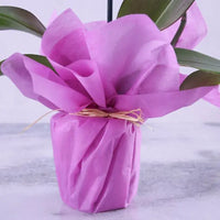 Purple Orchid Plant in Purple Wrapping