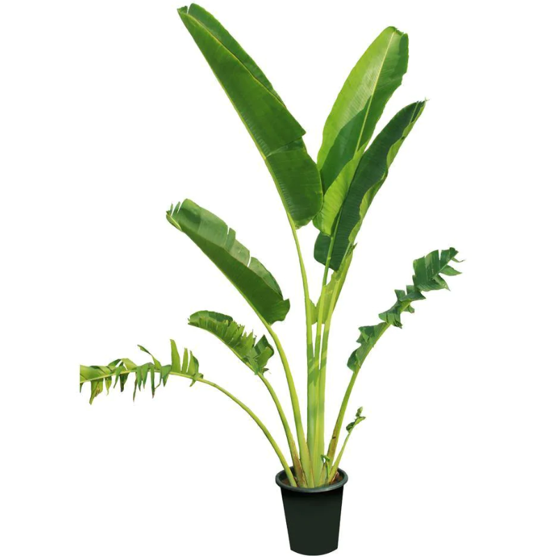 Traveller's Palm – Ravenala madagascariensis
