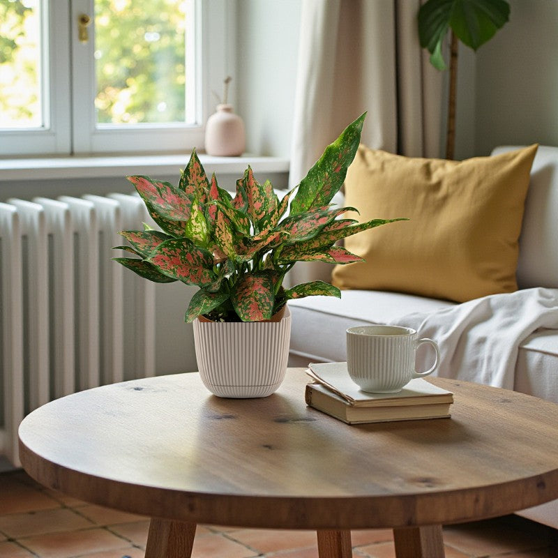 Aglaonema Plant - Red Valentine Plant - Chinese evergreen