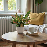 Aglaonema Plant - Red Valentine Plant - Chinese evergreen