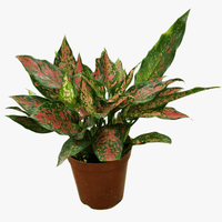 Aglaonema Plant,Chinese evergreen ‘Red Valentine’,Aglaonema Care Guide, Indoor Aglaonema Plant, Buy Aglaonema Online