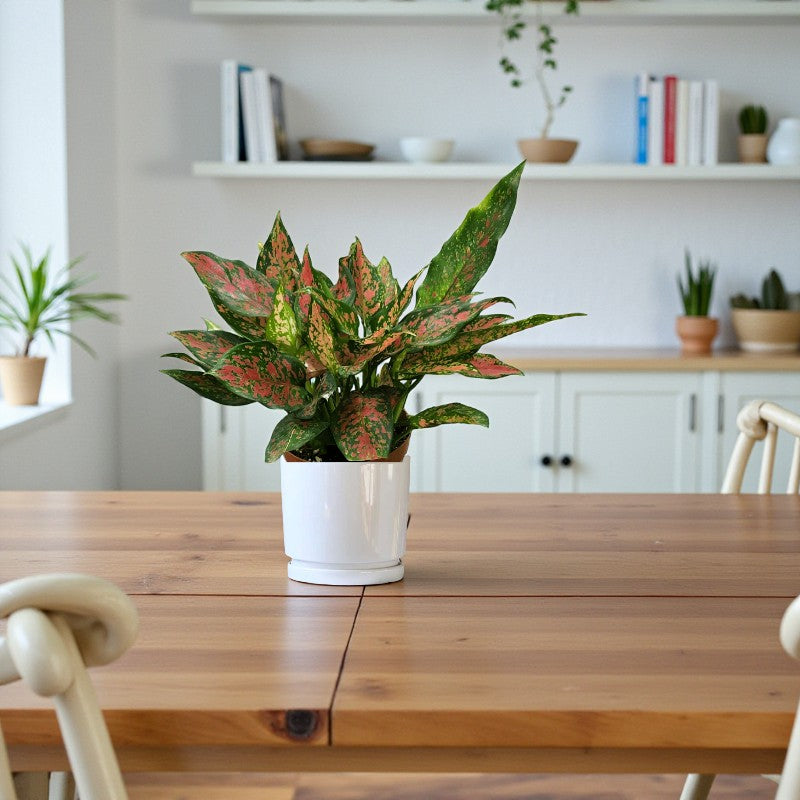 Aglaonema Plant - Red Valentine Plant - Chinese evergreen
