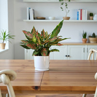 Aglaonema Plant - Red Valentine Plant - Chinese evergreen