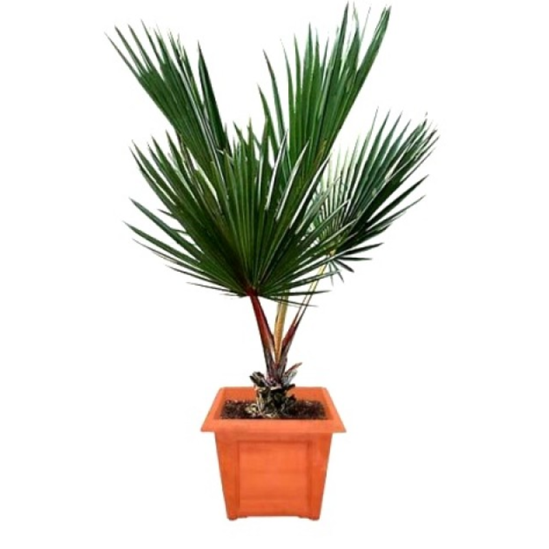 Red Latania Palm plant, Red Latania Palm for sale, Buy Red Latania Palm online, Red Latania Palm care, Red Latania Palm tree