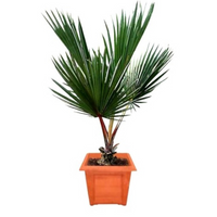 Red Latania Palm plant, Red Latania Palm for sale, Buy Red Latania Palm online, Red Latania Palm care, Red Latania Palm tree