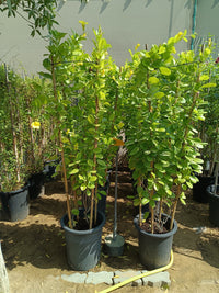 Mandevilla splendens – Yellow Bell Climber