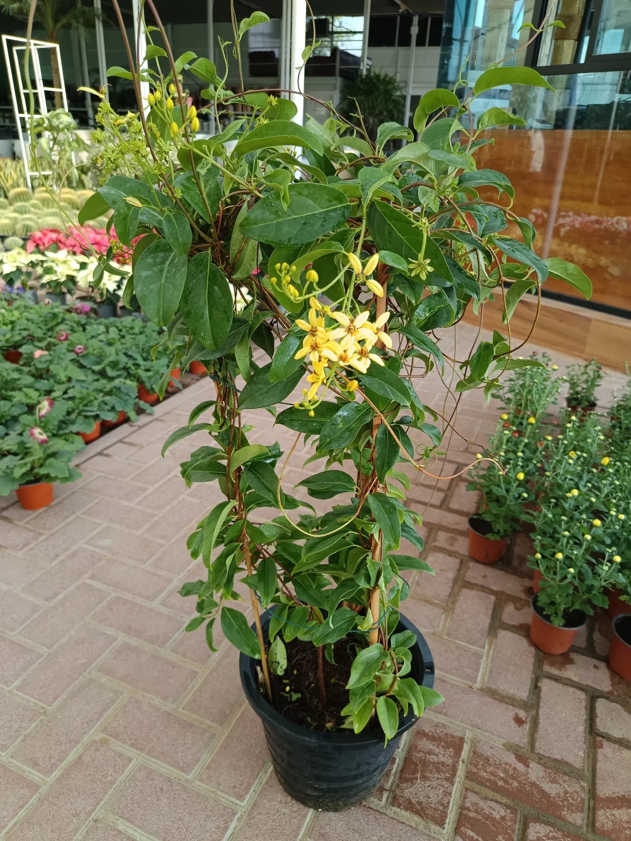 Tristellateia Australasiae - Shower of Gold Climber