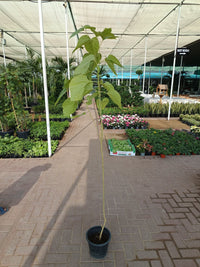 Morus Alba- Mulberry Tree