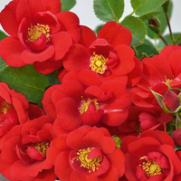 Miniature Rose Plant (Patio Roses, Polyanthus Roses, Carpet Roses)