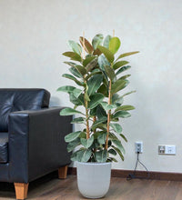 Rubber Plant - Ficus Robusta