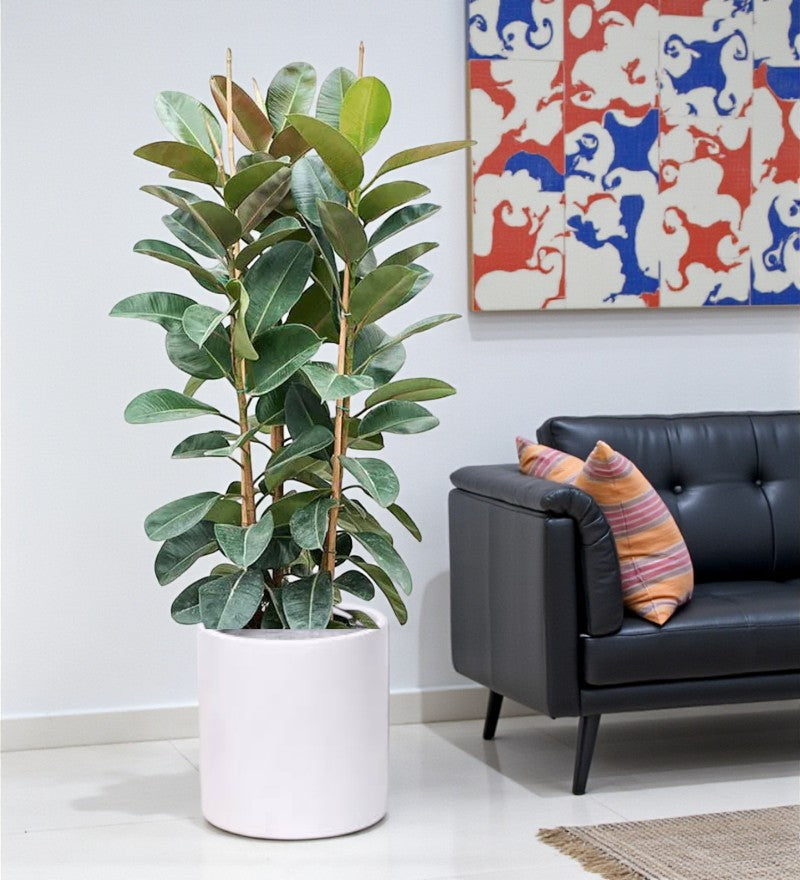 Rubber Plant - Ficus Robusta