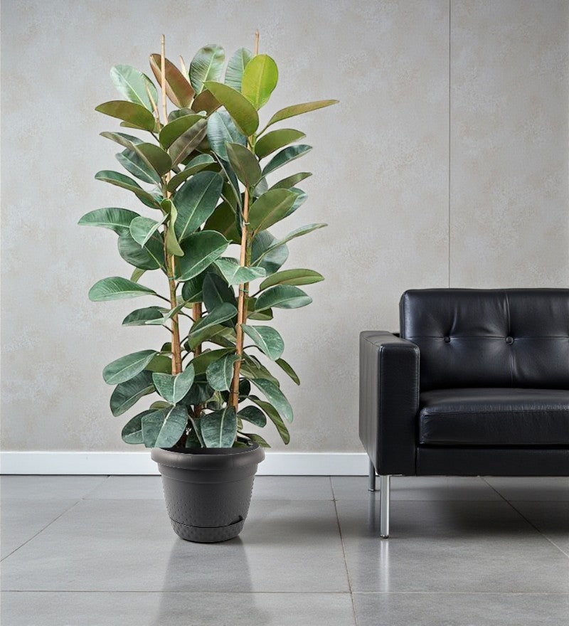 Rubber Plant - Ficus Robusta