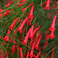 Russelia - Firecracker Plant