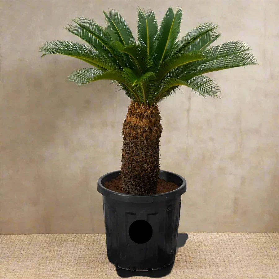 Cycas Revoluta - Sago Palm