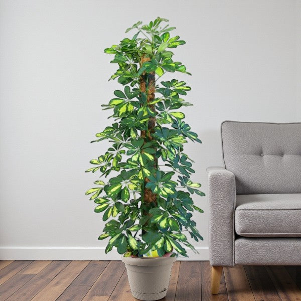 Schefflera Plant (Gold Capella, Dwarf umbrella tree)