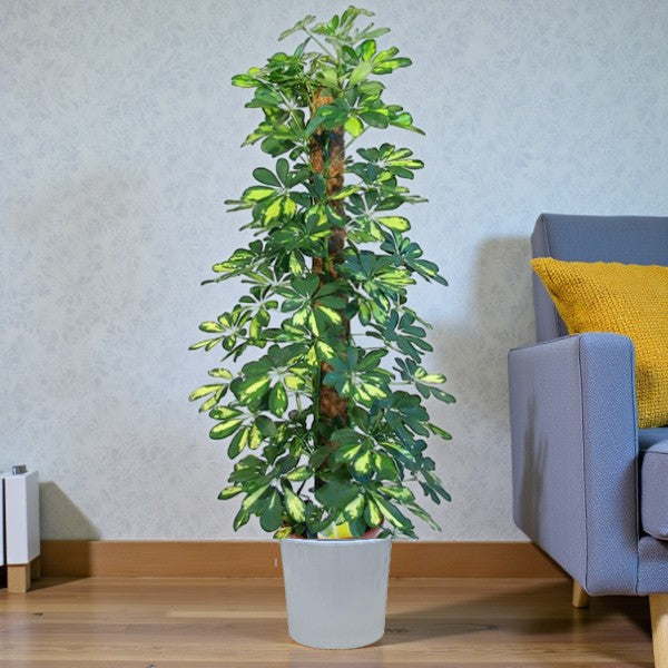 Schefflera Plant (Gold Capella, Dwarf umbrella tree)